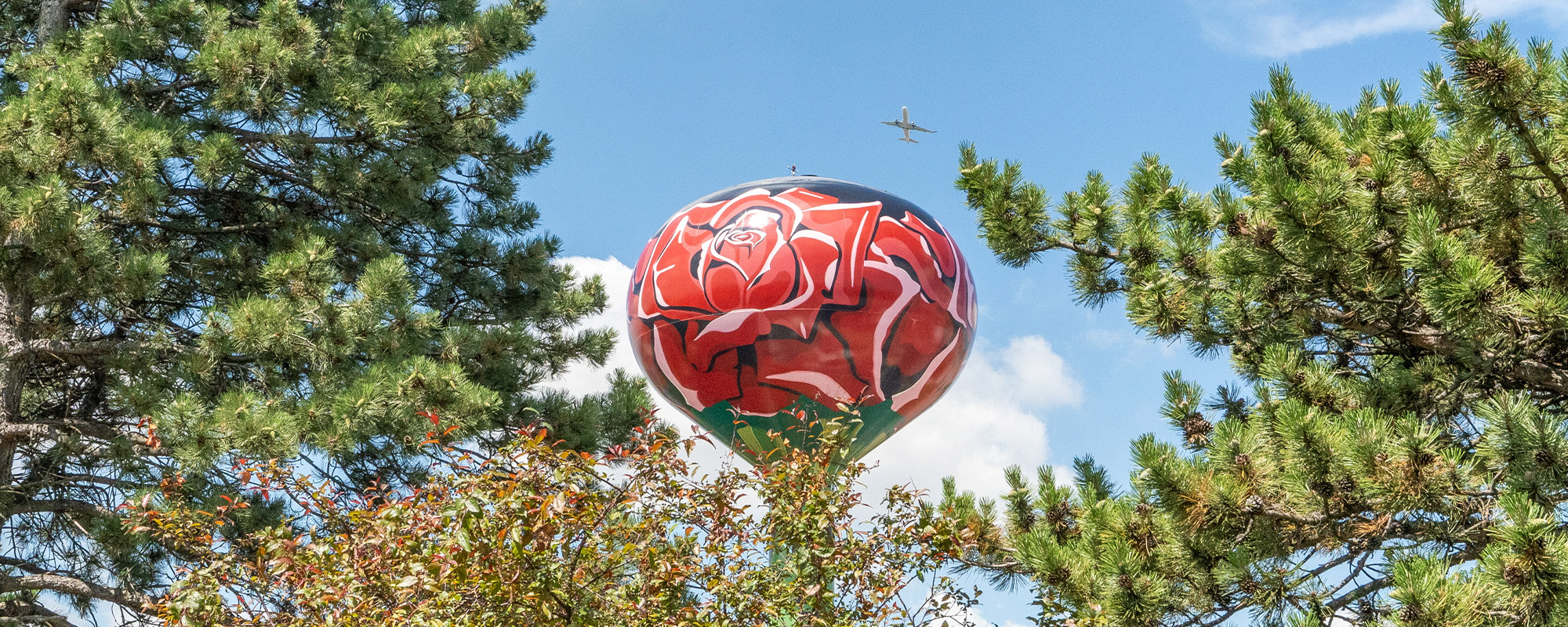 A hot air balloon with a red rose design floats between tall pine trees, with an airplane flying in the sky above.