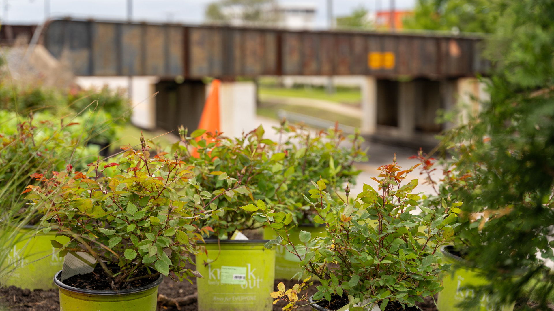Potted plants in green containers are arranged outdoors with a rusty, elevated train bridge and greenery visible in the background.