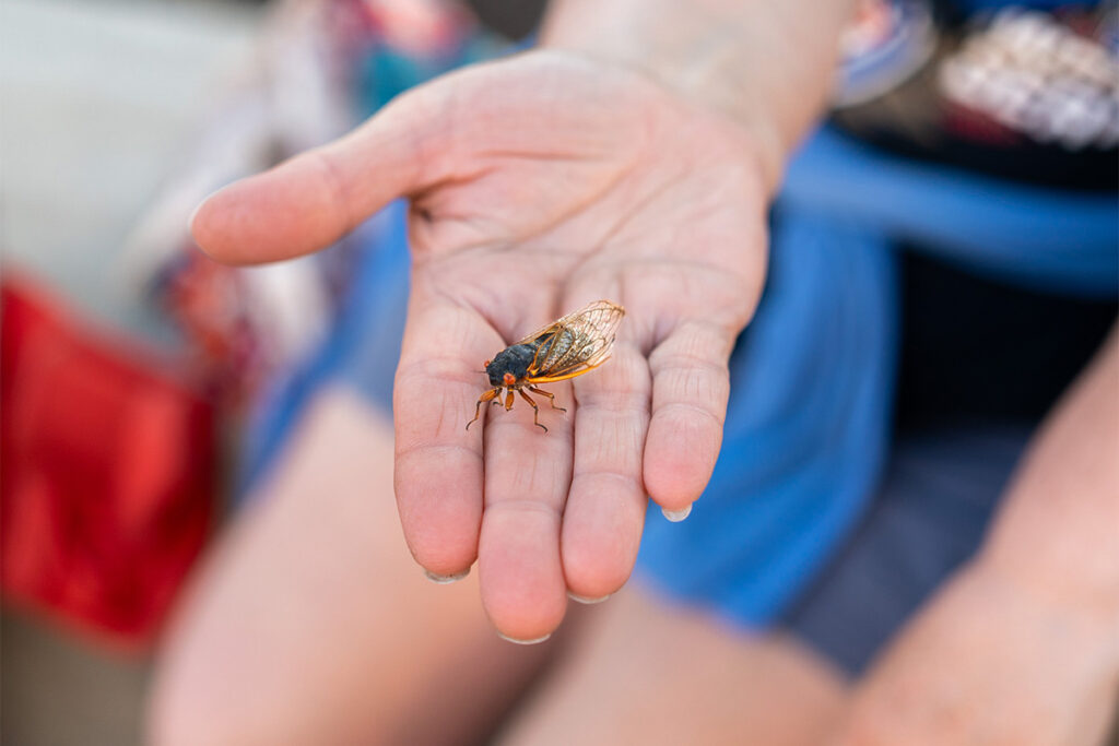A close-up of a persons outstretched hand holding a cicada with transparent wings and an orange body. The background is softly blurred, focusing attention on the insect and the hand.
