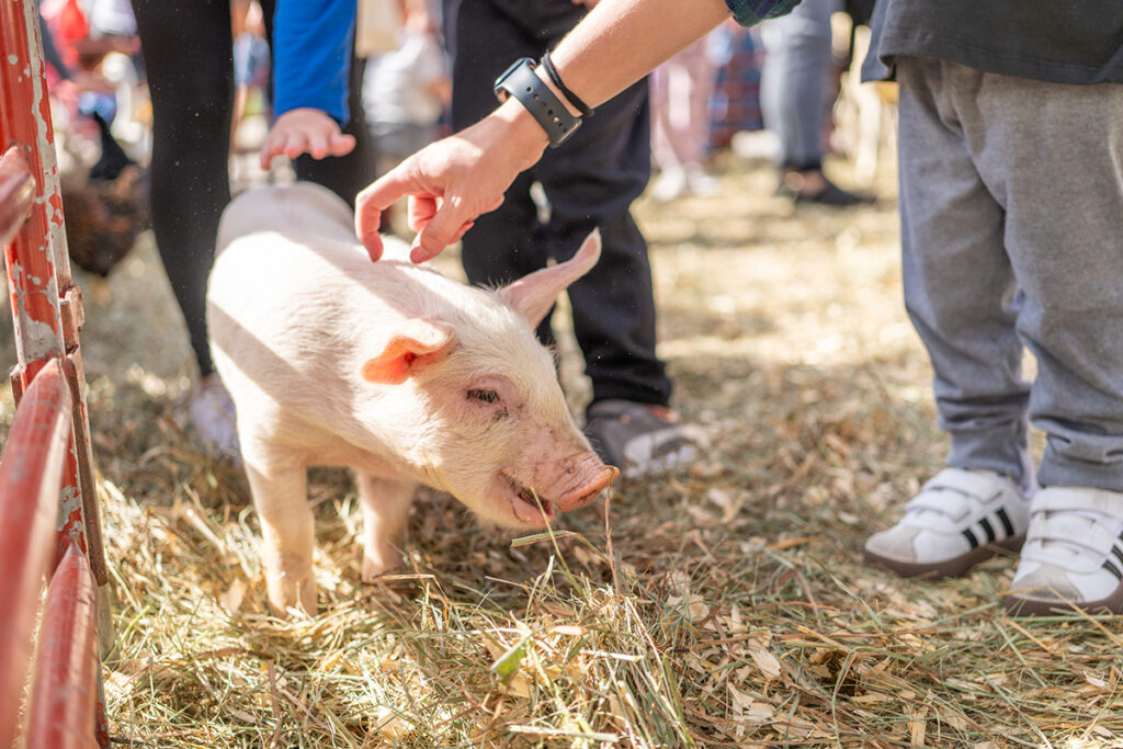 A small piglet stands on straw while people gently reach out to pet it. The scene is brightly lit, and the piglet appears curious and comfortable among the crowd.